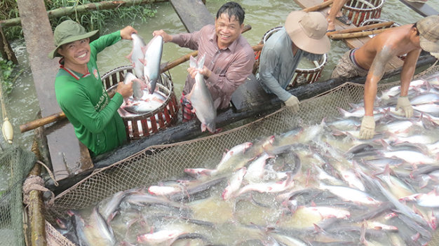 Biện pháp phòng, chống dịch bệnh tại cơ sở nuôi cá tra thương phẩm