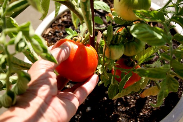 Tự trồng cà chua sạch