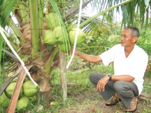 Ðể cây dừa cho năng suất cao