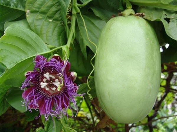 Loài cây trồng cực dễ: Khó là dùng tay “se duyên” mới đậu quả mọng
