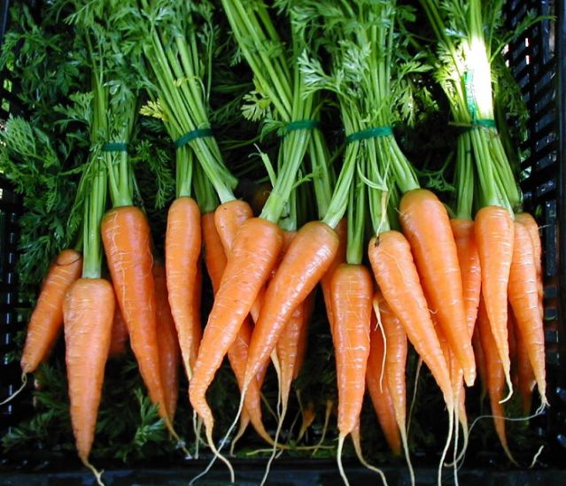 Phương pháp trồng cà rốt