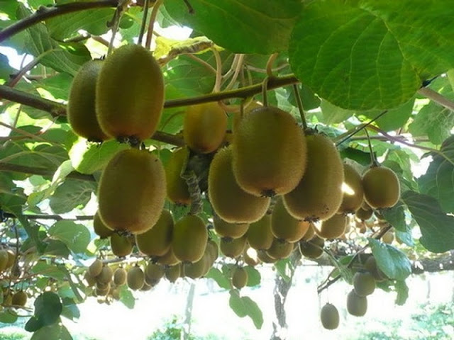 Kỹ thuật trồng cây kiwi từ hạt tại nhà không còn là chuyện khó