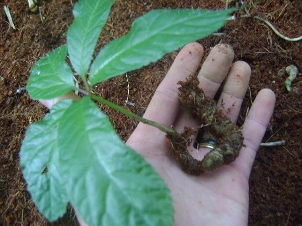 Kỹ thuật trồng cây sâm Ngọc Linh